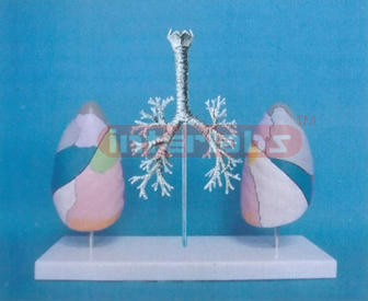 HUMAN TRACHEA, SEGMENTAL BRONCHI AND COLOURED DIFERENCE SEGMENT NUMBERED MODEL